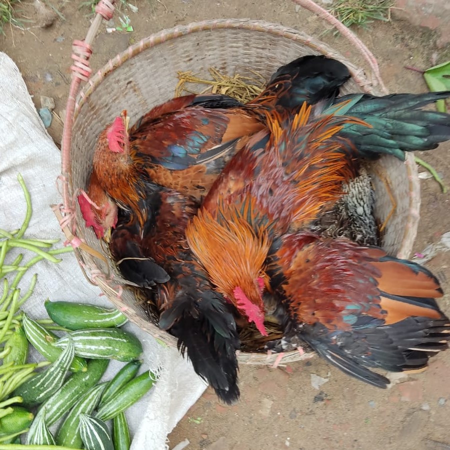 Hilly Deshi Chicken (Processed)