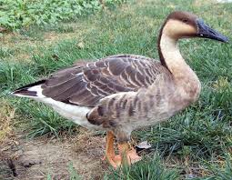 Swan (Processed) (রাজহাঁস)